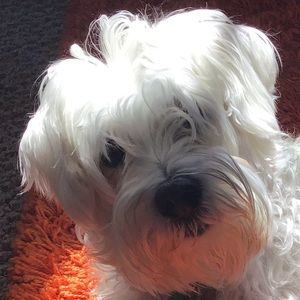 Meet your Posher, Lazaros